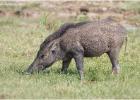 wild boar