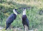 woolly-necked storks