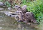 asian short clawed otters 290415