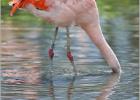 chilean flamingo  290415