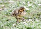 duckling goosestep  290415