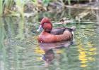 feruginous duck  290415