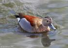 mr marbled teal 290415