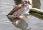 mrs marbled teal 290415