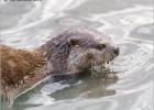 otter close up  290415