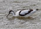 waist deep for an avocet  290415