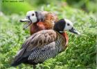 white faced whistling ducks 290415