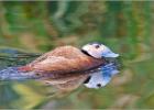 white headed duck  290415