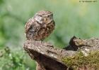 little owls