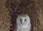 barn owl centre