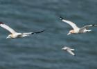 bempton cliffs