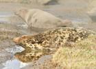 donna nook seals