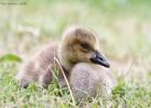 slimbridge