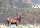 MG 4352-red deer stag