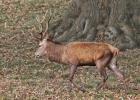 MG 4588-red deer stag