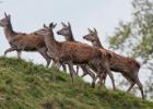 MG 4607-red deer