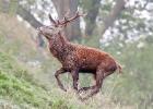 MG 4617-red deer stag