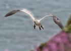 bempton