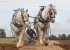 horse ploughing championships