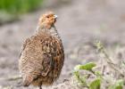 MG 0370-grey partridge