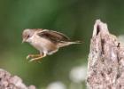 MG 0447-whitethroat