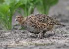 MG 0628-grey partridge