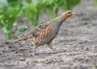 MG 0717-grey partridge