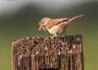 MG 0829-whitethroat