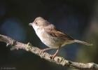 MG 1111-whitethroat