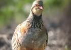 MG 1413-red legged partridge