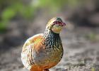 MG 1432-red legged partridge