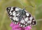 MG 2169-marbled white