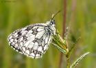 MG 2182-marbled white