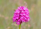 MG 2208-pyramidal orchid