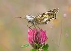 MG 2214-marbled white on clover