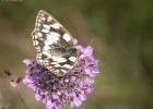 MG 2226-marbled white on scabies