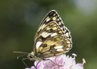 MG 2261-marbled white