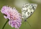 MG 2271-marbled white on scabies