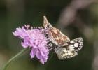 MG 2279-marbled whites