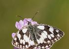 MG 2291-marbled white