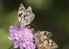 MG 2301-marbled whites