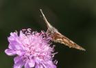 MG 2327-marbled white on scabies