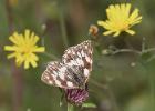 MG 2381-marbled white