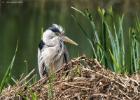 MG 2524-grey heron rodley