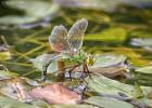 MG 2584-emperor dragonfly rodley