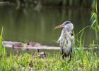 MG 2627-grey heron rodley