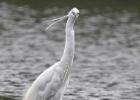 MG 2666-little egret rodley