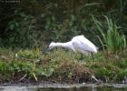 MG 2724-little egret rodley