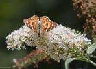 MG 2792-painted lady