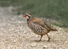 MG 7868-red legged partridge